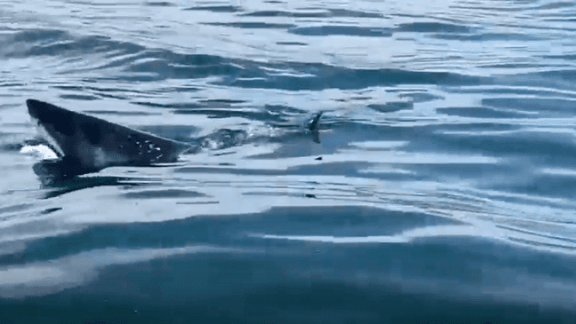 A Great White Shark was spotted near Avila Beach (Credit : Jamie Deutsch)