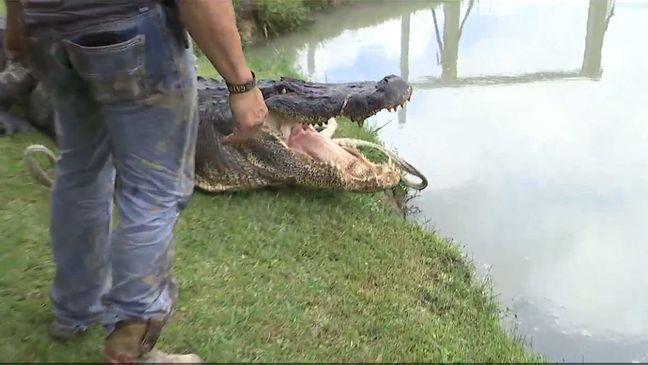 Nearly 900-pound alligator caught in Southeast Texas. (Courtesy Gary Saurage)