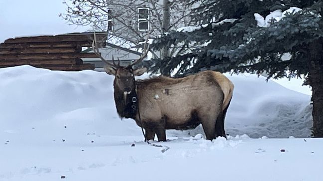 An entangled elk (Photo: Idaho Department of Fish and Game)