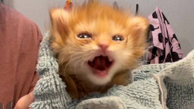 Tater Tot, a kitten with special needs that was saved by Salt Lake City-based rescue group Kitty CruisAIDe shortly after he was born, has since become a social media superstar, dominating Facebook, Twitter, TikTok, Instagram and more with his image. (Photo courtesy of Ash Houghton)