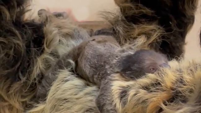 Meet Cincinnati Zoo's newest addition: Lightning the sloth welcomes adorable baby (Photo: Cincinnati Zoo)