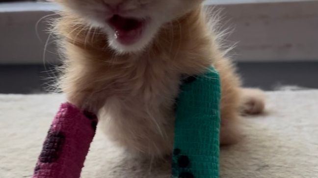 Tater Tot, a kitten with special needs that was saved by Salt Lake City-based rescue group Kitty CruisAIDe shortly after he was born, has since become a social media superstar, dominating Facebook, Twitter, TikTok, Instagram and more with his image. (Photo courtesy of Ash Houghton)