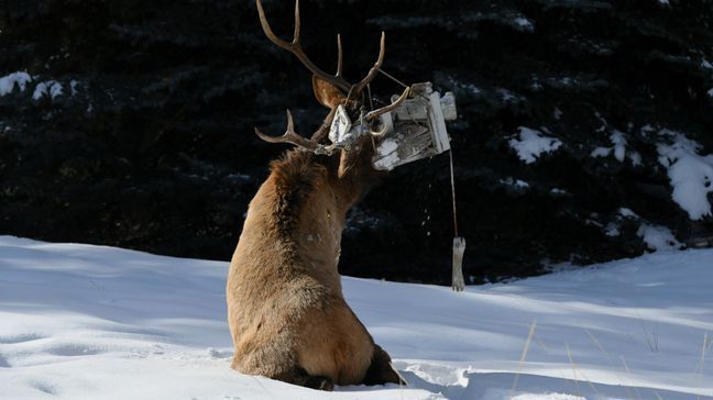 Bull elk after being darted{&nbsp;} (Photo: Idaho Department of Fish and Game)