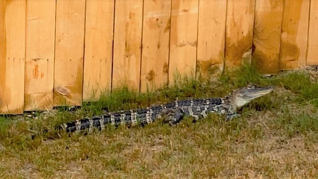 San Antonio man putting out the trash comes face-to-face with alligator (Photo: San Antonio Animal Care Services)