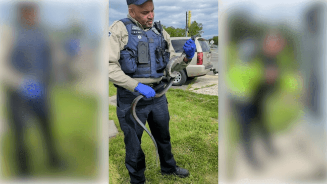 Snake causes power outage at Virginia intersection (Prince William County Police)