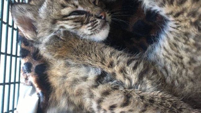 A San Antonio family was injured after mistaking a pair of bobcat kittens for domestic kittens (Photos courtesy: City of San Antonio Animal Care Services)