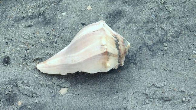 Large shells have been brought to the shores of Surfside Beach, S.C. by Hurricane Irma and by a beach re-nourishment project. (WPDE/Amanda Kinseth)