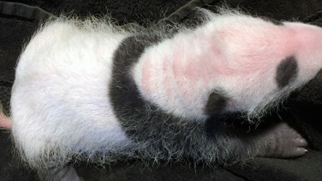 {p}The National Zoo's three-week-old giant panda cub got its first exam Sunday, September 13, 2020. (National Zoo){/p}