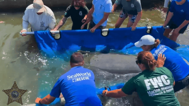 Two manatees were released off the coast of Florida after undergoing almost three months of rehabilitation. On Wednesday, July 12, 2023, two manatees rescued by the Lee County Sheriff's Office (LCSO) Marine Unit were released at Demere Key, near Cape Coral. (Lee County Sheriff's Office)