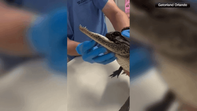 Since Jawlene was taken to Gatorland she has been receiving treatment in isolation. Officials with the parks say she can now eat two mice completely on her own using the back of her tongue. (Gatorland | CNN Newsource)