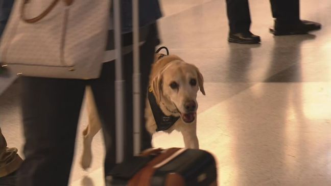 TSA K9 officer Messi retires at Ronald Reagan Washington National Airport on Friday, April 19, 2024. (7News)