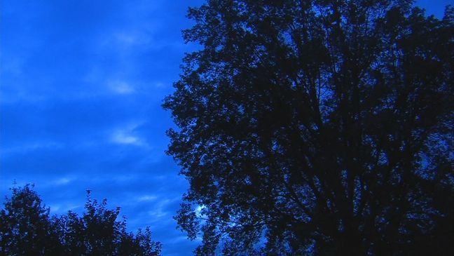 FILE - A look at a tree in the dark, gloomy, gray weather, which sometimes leads to seasonal affective disorder, or SAD. (KOMO News file photo)