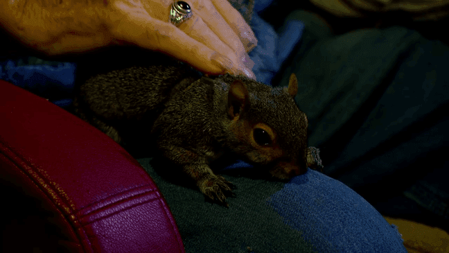 July 2022 - 50 years after the drama/thriller "Deliverance" was released, Haywood County resident Herbert ‘Cowboy’ Coward who played the ‘Toothless Man’ in the 1972 classic reflects on his career, sitting in his mountain home with his pet squirrel, "Cowgirl." (Photo credit: WLOS Staff)