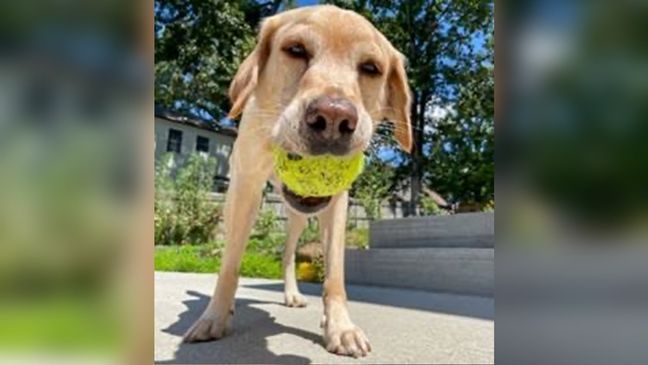 TSA K9 officer Messi retires (Credit: TSA)