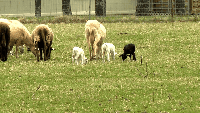 A rare feat! Quadruplet lambs – three females and one male – were born to a mother Katahdin ewe in Waynesville on March 3, on Lickstone Farm. (WLOS)