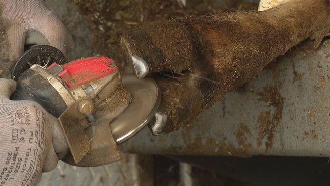 Twice a year, dairy cow hoof trimmer John Hall travels from Statesville to Small Acres Dairy Farm in Mills River, which has one of the smaller herds of Jersey dairy cows in Western North Carolina. (Photo credit: WLOS staff)