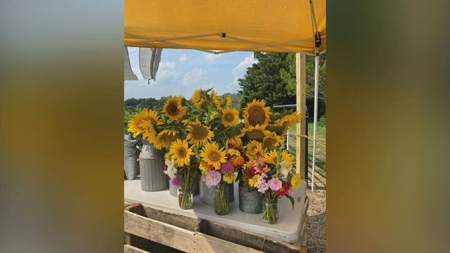 7News took a trip down to Whitetails Farm in Clarksburg, Maryland, and captured this stunning summer view on Thursday, Aug. 4, 2022. (7News Drone)