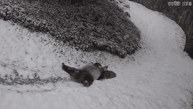 Smithsonian National Zoo sent out video and photos of both the baby panda and parent pandas seemingly relishing the white powder in their enclosures. (Image courtesy of Smithsonian National Zoo video screenshot)