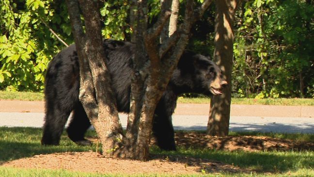 {p}As fall approaches, we're seeing more of Asheville's native animals -- that means bears, just like the one spotted in the News 13 parking lot Monday. (Photo credit: WLOS staff){/p}