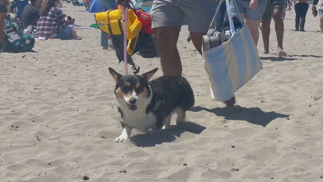 Corgi Beach Takeover Day. (KATU)