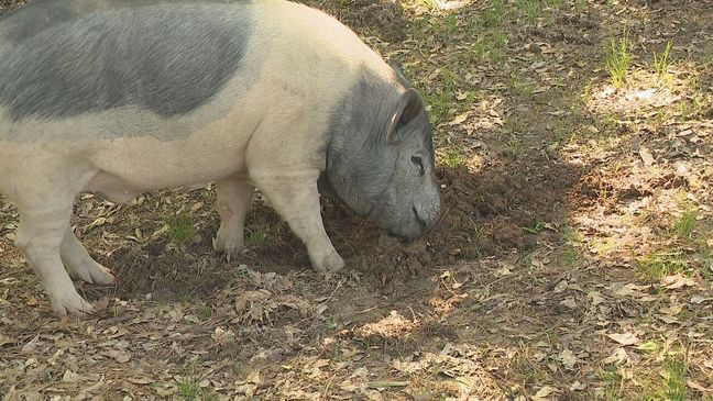 Arkansas residents say hog named 'Piggy Pig' is damaging neighborhood property (KATV)