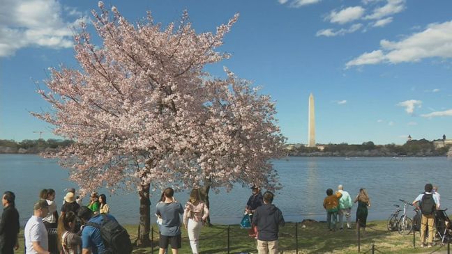 The moment everyone has been waiting for, the Yoshino Cherry Tree blossoms along the Tidal Basin have reached peak bloom. (7News) 