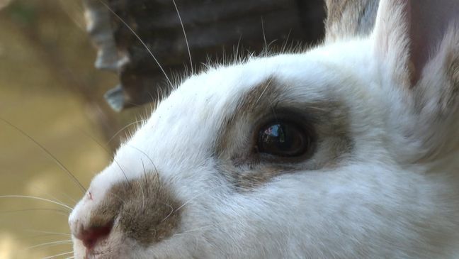 Some of Roger Henry's rabbits (KTUL)