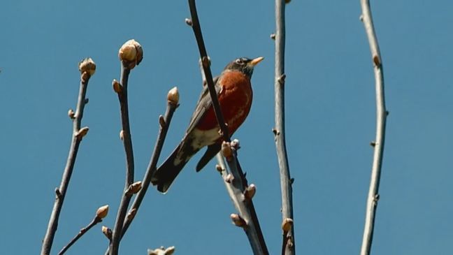 You can enjoy the sounds of nature while following state and local authorities' stay-home directives. (Photo credit: WLOS staff)