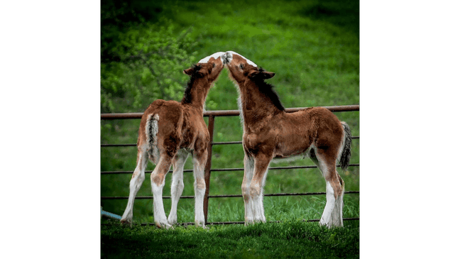 (Photo from Warm Springs Ranch.){p}{/p}