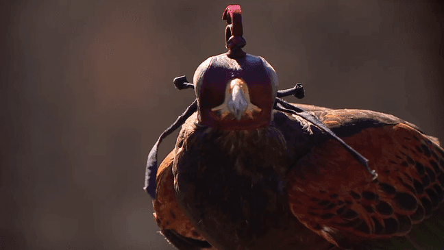 Falconry is practiced on all continents and falconers worldwide have passed along their knowledge and skills for nearly 200 generations. (Photo: WLOS)