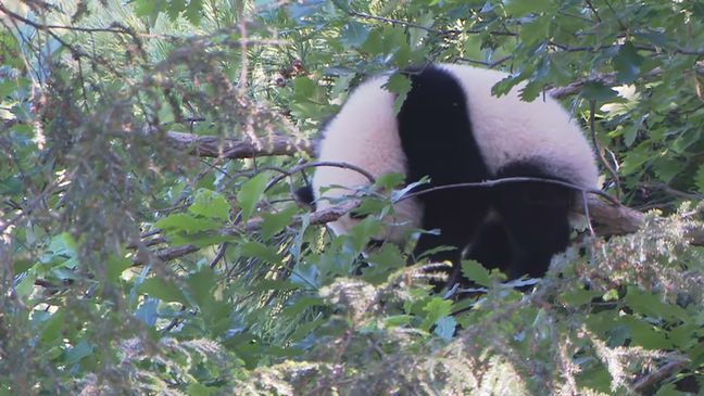 Panda cub Xiao Qi Ji plays at the National Zoo on May 20, 2021. (Image: 7News)