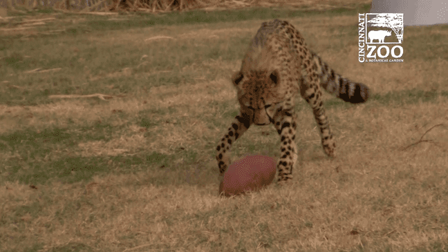 It's Super Bowl weekend, and the animals at the Cincinnati Zoo are getting ready. (Cincinnati Zoo)