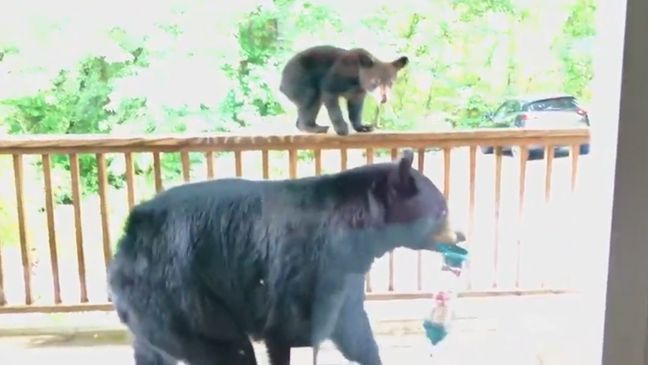 A bear, along with her cubs, climbed onto the porch of an Asheville home and pulled down a bird feeder. (Photos/video: Albert Araujo)