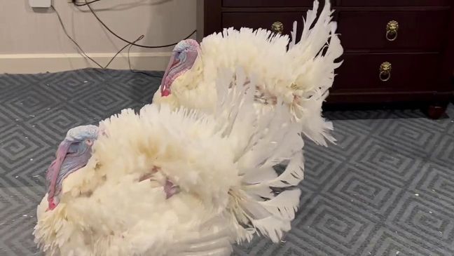 Meet Peanut Butter and Jelly! The two turkeys will be pardoned by President Joe Biden on Friday, Nov. 19, 2021. (Kristen Powers/7News)