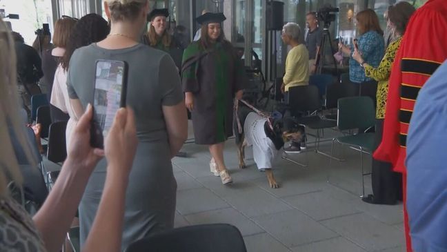 Several therapy dogs, including Dogtor Loki, earned their "dogrees" on Tuesday, June 13, 2023, from the University of Maryland, Baltimore. (7News)