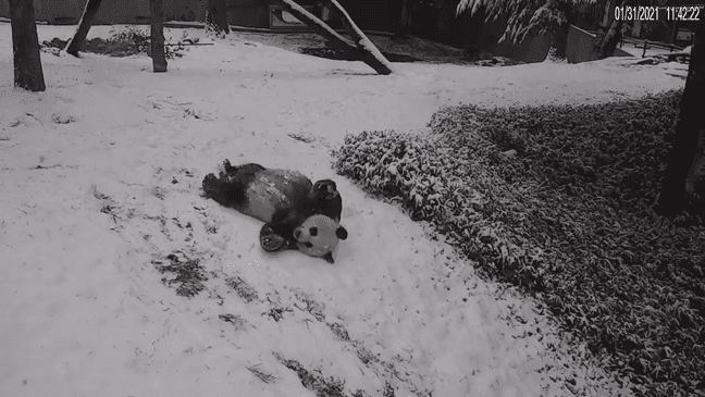 Smithsonian National Zoo sent out video and photos of both the baby panda and parent pandas seemingly relishing the white powder in their enclosures. (Image courtesy of Smithsonian National Zoo video screenshot)