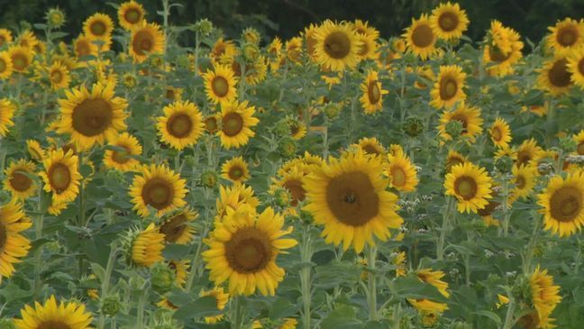 7News took a trip down to Whitetails Farm in Clarksburg, Maryland, and captured this stunning summer view on Thursday, Aug. 4, 2022. (7News Drone)