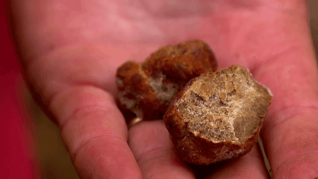 July 2023 - Brian Upchurch and his small crew at Carolina Trufferies, located in Fletcher, NC, believe that quality, North American grown truffles can be a viable option for professional and amateur chefs alike. (Photo credit: WLOS Staff)