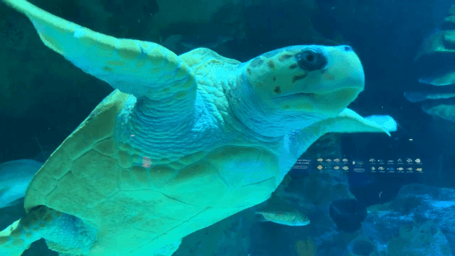 Celebrating shelled swimmers: World Sea Turtle Day dives into deep appreciation (Photo: Jessica A. Botelho/The National Desk)