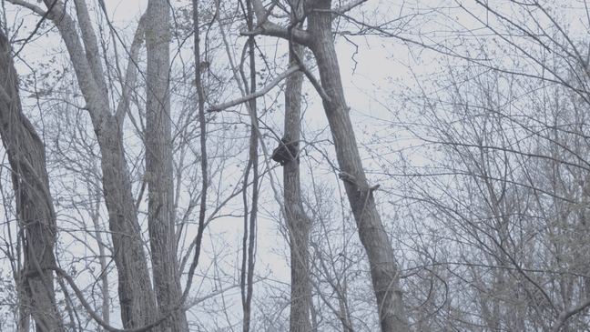 Wildlife Conservation Technician Ryan Luckadoo is being credited with saving an Asheville, North Carolina, bear cub who had gotten a paw stuck between a tree trunk and branch. The cub was reportedly stuck in a tree for hours before being rescued. (Photo: Help Asheville Bears)