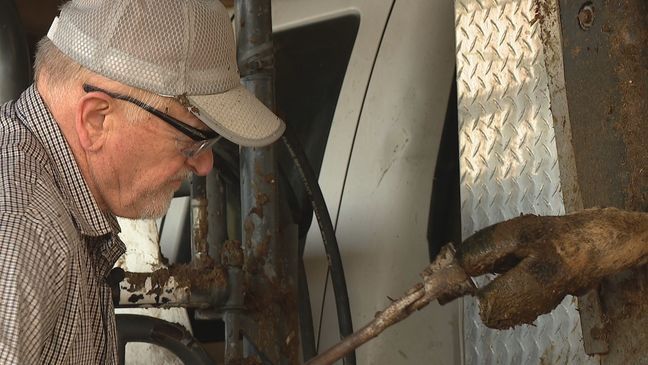 Twice a year, dairy cow hoof trimmer John Hall travels from Statesville to Small Acres Dairy Farm in Mills River, which has one of the smaller herds of Jersey dairy cows in Western North Carolina. (Photo credit: WLOS staff)