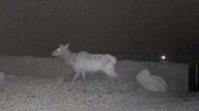 Months after opening one of Utah's first wildlife overpasses, there is some pretty cute evidence that the bridge is saving the lives of animals while protecting drivers. (Photo: DWR)