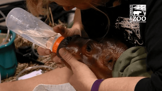 Baby Nile hippo in critical condition after her premature birth (Cincinnati Zoo)