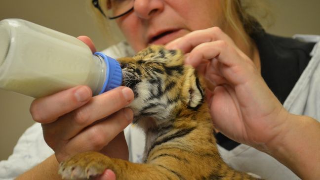 Malayan tiger cubs mother fails to care for them (Cincinnati Zoo)