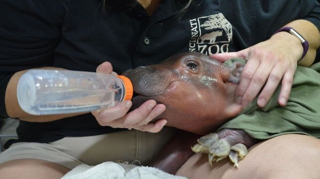 Baby Nile hippo in critical condition after her premature birth (Cincinnati Zoo)