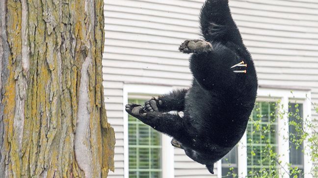 A tranquilized black bear falls from a tree outside of a home on Sunday, May 14, 2023 in Traverse City, Mich. (Jan-Michael Stump/Traverse City Record-Eagle via AP)