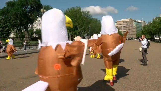 Group marches in inflatable eagle suits to protest Trump cutting national service programs. (WJLA)