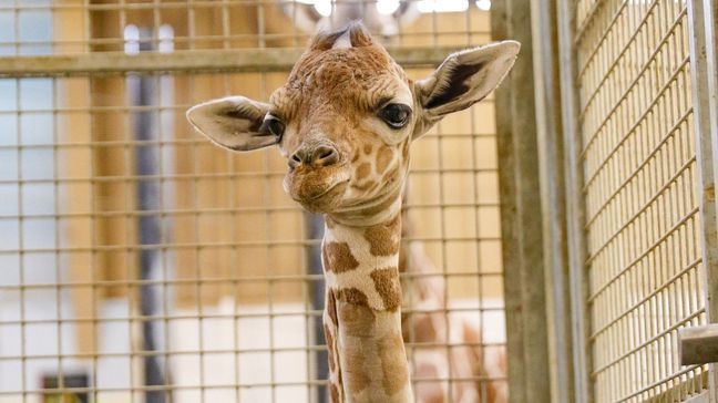 A giraffe calf, born on March 19, 2023 at Omaha's Henry Doorly Zoo & Aquarium, poses for a picture. (Omaha's Henry Doorly Zoo & Aquarium)