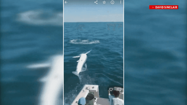 'I just held my breath': Video shows shark jumping into charter boat (Photo: Captain David Sinclair)