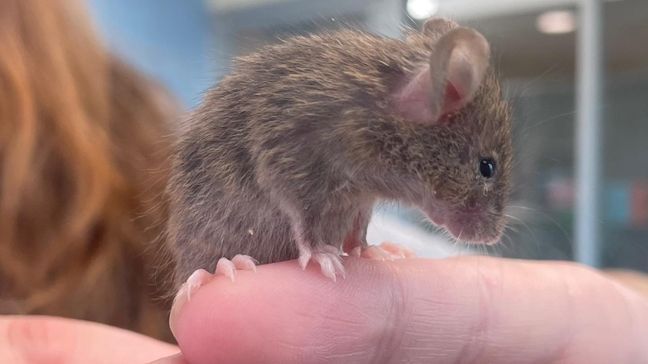 The Massachusetts Society for the Prevention of Cruelty of Animals-Angell says more than 500 mice -- including this little cutie -- were recently surrendered from an area house. (Photo: MSPCA-Angell)